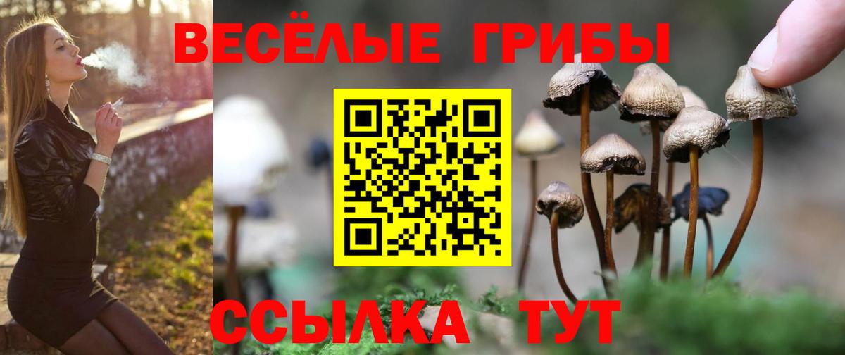 Псилоцибиновые грибы прущие грибы  Псилоцибиновые грибы Cubensis  Солнечногорск 